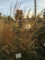 Calamagrostis × acutiflora