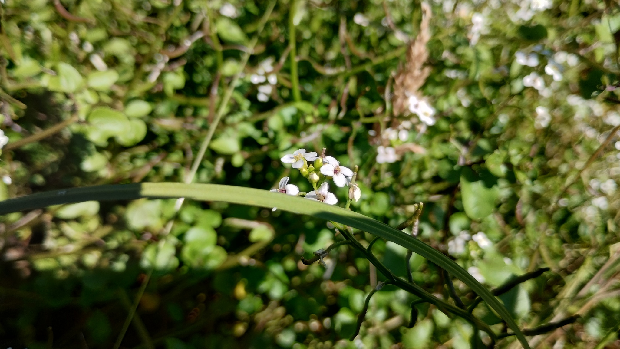 Imagem de Agrião-selvagem