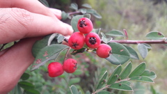 Cotoneaster sherriffii