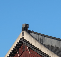 Corvus macrorhynchos