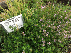 Thymus × citriodorus