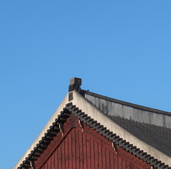 Corvus macrorhynchos