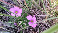 Oxalis zeekoevleyensis