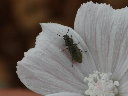 Dasytes nigropilosus