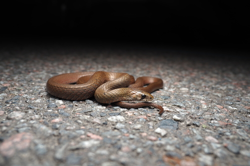 Chiwen Keelback, Rhabdophis chiwen