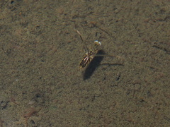 Anisops ogasawarensis