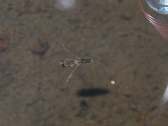 Anisops ogasawarensis