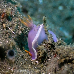 Hypselodoris