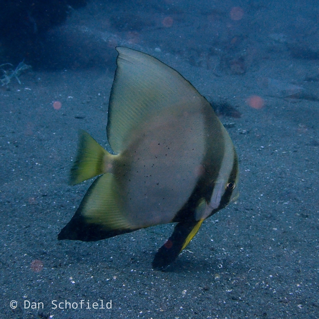 Orbiculate Batfish