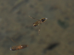 Anisops ogasawarensis