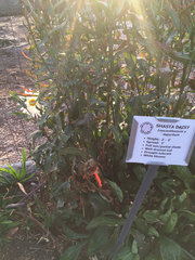 Leucanthemum × superbum