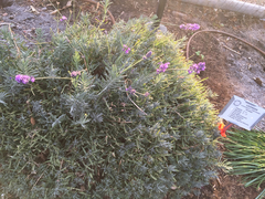 Lavandula × intermedia