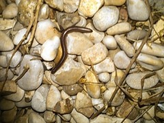 Orthoporus texicolens