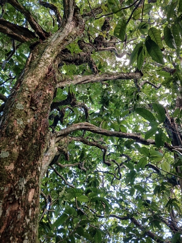 Inocarpus fagifer, photograph 4