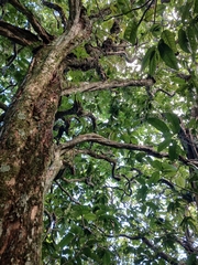 Mike Bowie, CC BY, iNaturalist via GBIF Inocarpus fagifer, photograph Mike Bowie, CC BY, iNaturalist via GBIF