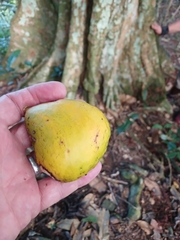 Mike Bowie, CC BY, iNaturalist via GBIF Inocarpus fagifer, photograph Mike Bowie, CC BY, iNaturalist via GBIF