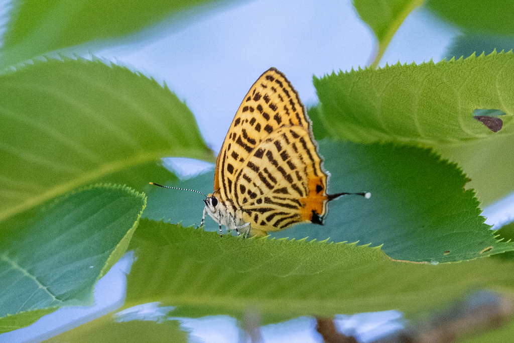Zebra Hairstreak