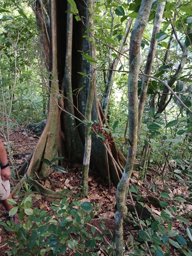 Inocarpus fagifer, photograph 6