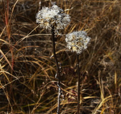 Saussurea pseudotilesii