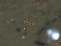 Anisops ogasawarensis