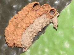 Paraleptomenes miniatus