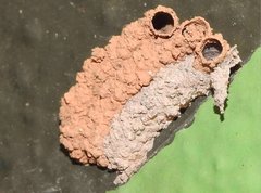 Paraleptomenes miniatus