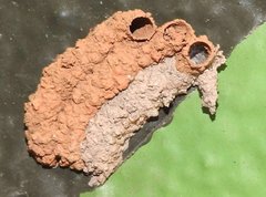 Paraleptomenes miniatus