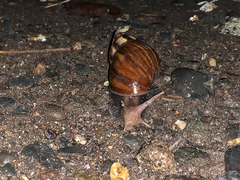 Lissachatina fulica