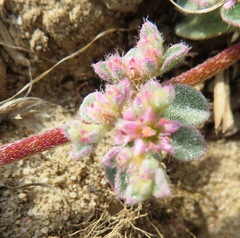 Aizoon sarcophyllum