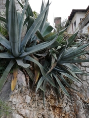 Agave americana