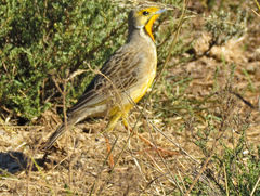 Macronyx capensis capensis