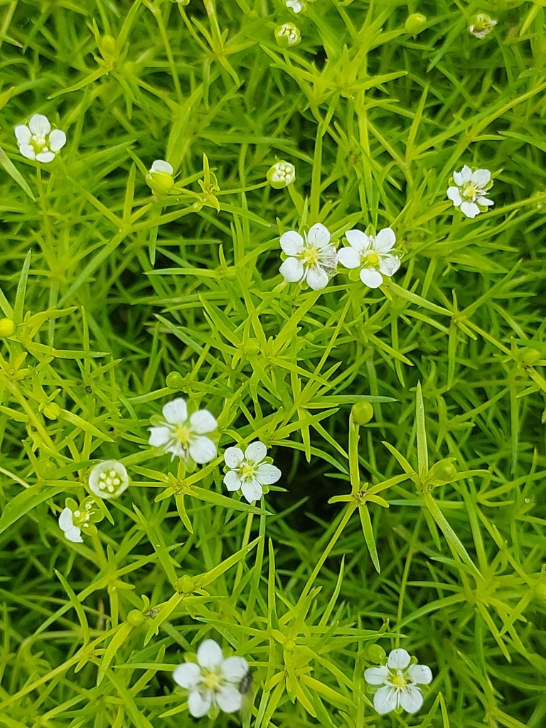 Sagina subulata