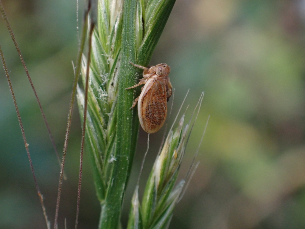 Mulsantereum maculifrons