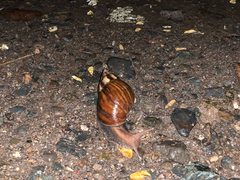 Lissachatina fulica