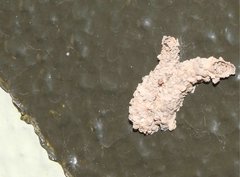 Paraleptomenes miniatus