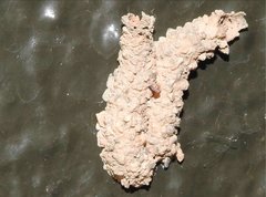 Paraleptomenes miniatus