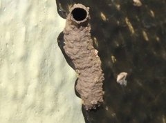 Paraleptomenes miniatus