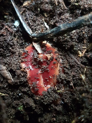 Arthurdendyus testaceus