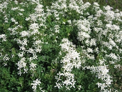 Clematis lathyrifolia