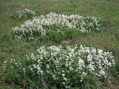 Clematis lathyrifolia