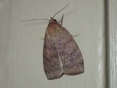 Austrocarea iocephala