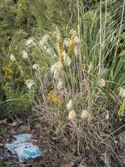 Miscanthus nepalensis