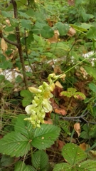 Vicia pisiformis