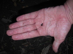 Micryletta