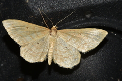 Idaea rufaria