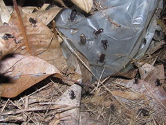 Microhylinae