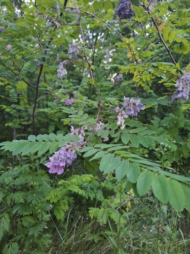 Clammy locust