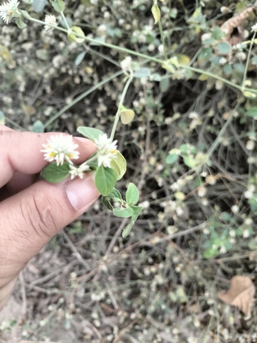 Alternanthera halimifolia, photograph 2