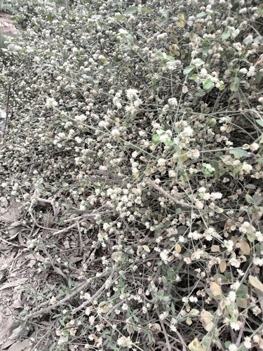 Alternanthera halimifolia, photograph 3