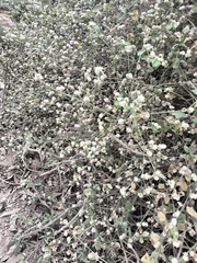 Alternanthera halimifolia, photograph (c) Ellky Arteta Paredes, some rights reserved (CC BY)